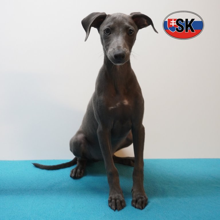 Itaiaanse windhond 05-05-26 M(SK3476) 03-09-26.jpg