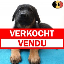Duitse Herder 19-06-26 M(BE6390) 19-08-26 verkocht - vendu.jpg