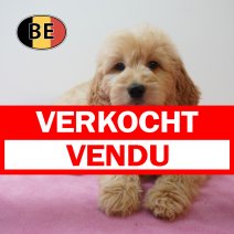 Goldendoodle 21-06-26 F (BE1100) 26-08-26 verkocht - vendu.jpg