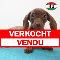 Teckel 11-05-26 M(HU1377) 03-09-26 verkocht - vendu.jpg