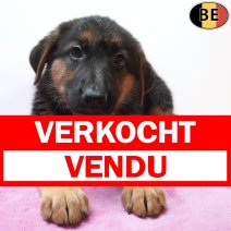Duitse Herder 19-06-26 F(BE6183) 19-08-26 verkocht - vendu.jpg