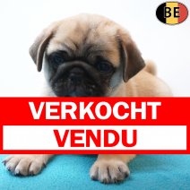 Mops 27-06-26 M(BE0500) 26-08-26 verkocht - vendu.jpg