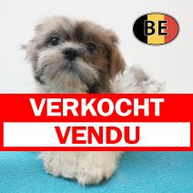 Shih Tzu 18-05-26 M (BE7338) 14-08-26 verkocht - vendu.jpg