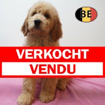 Goldendoodle 21-06-26 F (BE0379) 26-08-26 verkocht - vendu.jpg