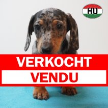 Teckel 11-05-26 M(HU1381) 03-09-26 verkocht - vendu.jpg