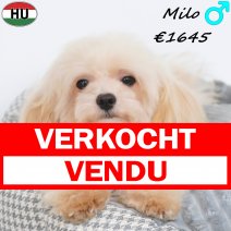 Maltipoo Milo 26-01-2026 M(HU8837) 02-08-26 verkocht - vendu.jpg
