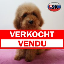 Poedel 05-04-26 F(SK6337) 04-09-26 verkocht  - vendu.jpg