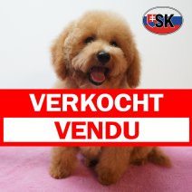 Poedel 27-04-26 F(SK6272) 03-09-26 verkocht - vendu.jpg