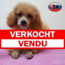 Poedel 27-04-26 F(SK6267) 04-09-26 verkocht - vendu.jpg