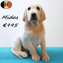 Labrador Midas 25-05-26 M(BE1553) 29-07-26.jpg