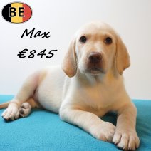 Labrador Max 25-05-26 M(BE2192) 29-07-26.jpg