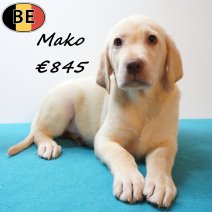 Labrador Mako 25-05-26 M(BE2233) 29-07-26.jpg