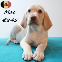 Labrador Mac 25-05-26 M(BE1123) 29-07-26.jpg