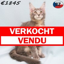 Maine Coon 31-03-26 M(CZ6825) 22-07-26 verkocht - vendu.jpg