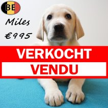 Labrador Miles 25-05-26 M(BE2291) 29-07-26 verkocht - vendu.jpg