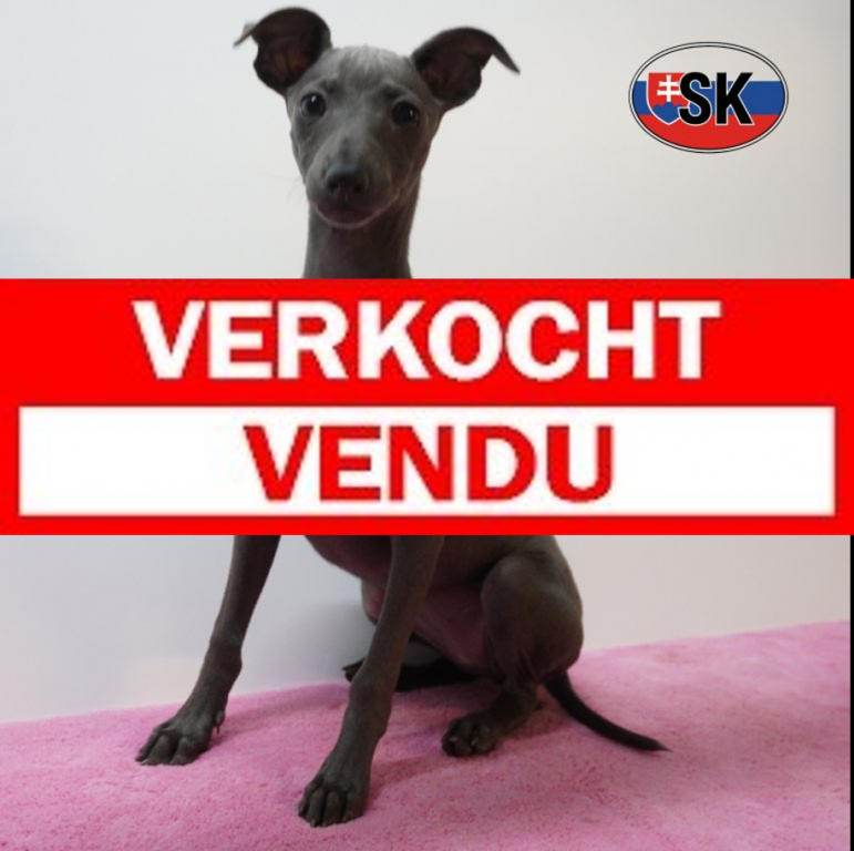Italiaanse windhond 05-05-26 F(SK3523) verkocht.jpg
