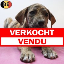 Boerboel 26-06-26 F(BE7249) 26-08-26 verkocht - vendu.jpg