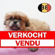 Pekingees 04-06-26 F (BE5121) 05-08-26 verkocht - vendu.jpg