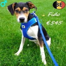 Belgische Fox Fido 05-05-26 M(BE6060) 09-09-26.jpg