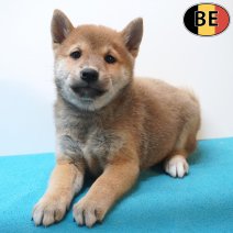 Shiba Inu 06-07-26 M(BE7456) 09-09-26.jpg