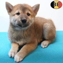 Shiba Inu 06-07-26 M(BE7496) 09-09-26.jpg