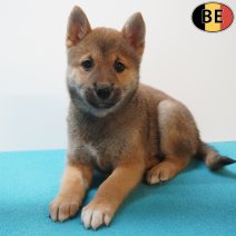 Shiba Inu 06-07-26 M(BE7533) 09-09-26.jpg