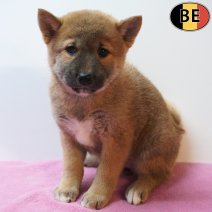 Shiba Inu 06-07-26 F(BE7536) 09-09-26.jpg