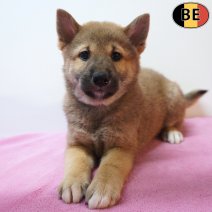 Shiba Inu 06-07-26 F(BE7485) 09-09-26.jpg