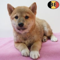 Shiba Inu 06-07-26 F(BE7492) 09-09-26.jpg