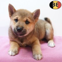 Shiba Inu 06-07-26 F(BE7488) 09-09-26.jpg