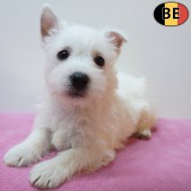 West Highland White Terrier 13-07-26 F(BE7632) 09-09-26.jpg