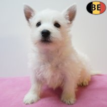 West Highland White Terrier 13-07-26 F(BE7507) 09-09-26.jpg