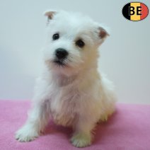 West Highland White Terrier 13-07-26 F(BE7503) 09-09-26.jpg