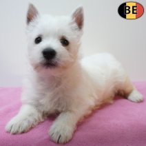 West Highland White Terrier 12-07-26 F(BE7508) 09-09-26.jpg
