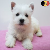 West Highland White Terrier 13-07-26 F(BE7619) 09-09-26.jpg