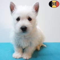 West Highland White Terrier 12-07-26 M(BE7532) 09-09-26.jpg