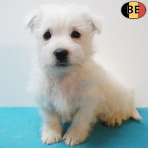 West Highland White Terrier 13-07-26 M(BE7499) 09-09-26.jpg