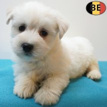West Highland White Terrier 12-07-26 M(BE7528) 09-09-26.jpg