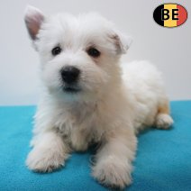 West Highland White Terrier 13-07-26 M(BE7628) 09-09-26.jpg