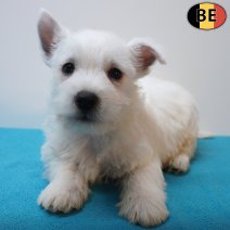 West Highland White Terrier 12-07-26 M(BE7504) 09-09-26.jpg