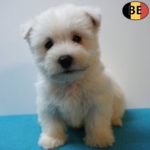 West Highland White Terrier 13-07-26 M(BE7495) 09-09-26.jpg