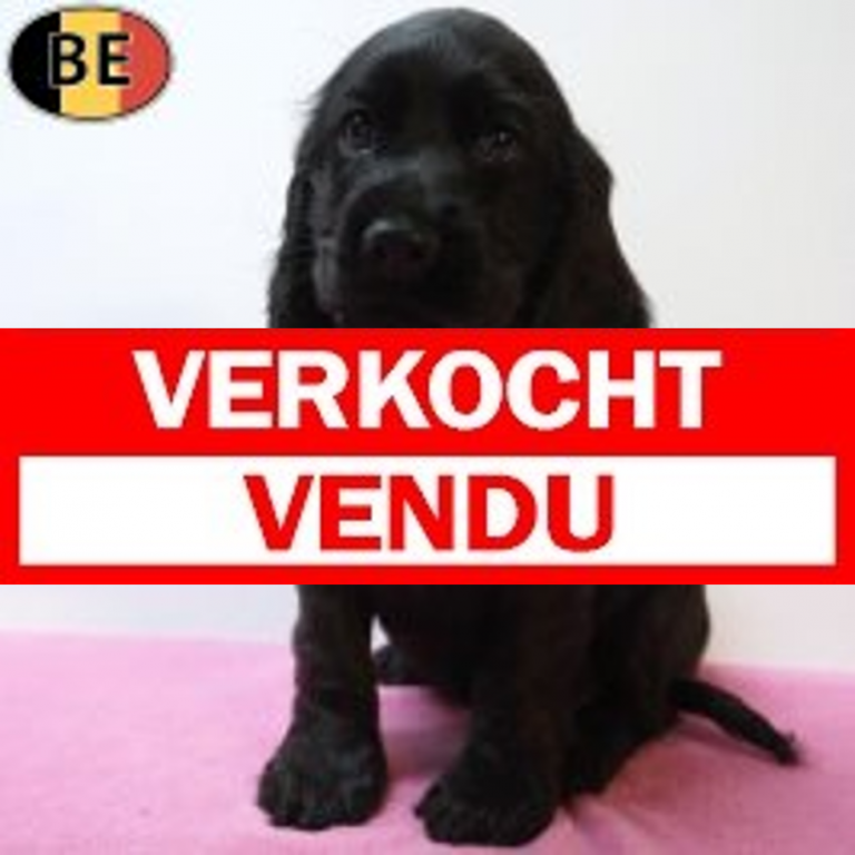 Engelse Cocker 15-07-26 F(BE6362) verkocht