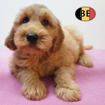 X Cockapoo 08-07-26 F (BE7433) 10-09-26.jpg