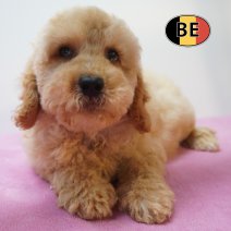 X Cockapoo 08-07-26 F (BE7438) 10-09-26.jpg