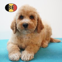X Cockapoo 08-07-26 M (BE7468) 10-09-26.jpg