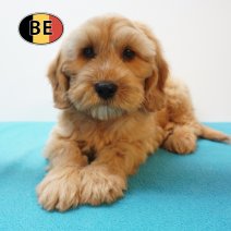 X Cockapoo 08-07-26 M (BE7476) 10-09-26.jpg