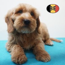X Cockapoo 08-07-26 M (BE7669) 10-09-26.jpg