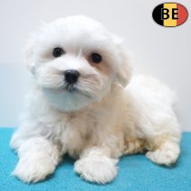 Maltezer 26-06-26 M(BE0949) 10-09-26.jpg