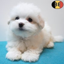 Maltezer 26-06-26 M(BE9597) 10-09-26.jpg