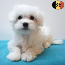 Maltezer 26-06-26 M(BE1183) 10-09-26.jpg